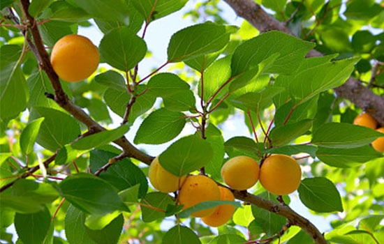立夏吃個(gè)杏，到老沒(méi)有病